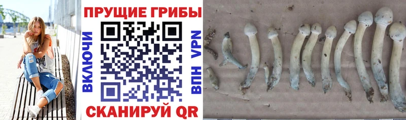 darknet как зайти  Осташков  Галлюциногенные грибы Psilocybe  OMG зеркало 